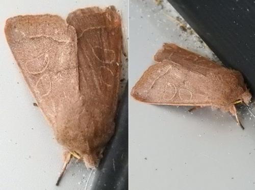 Orthosia cerasi